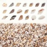 The Mixed Mini Seashells set (900pcs) (3years+) - Image 9