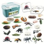 Life Cycle Learning & Education Toys Kit - Image 6