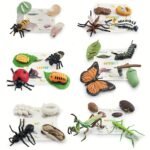Life Cycle Learning & Education Toys Kit - Image 3