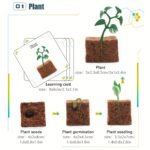 Life Cycle Learning & Education Toys Kit - Image 4