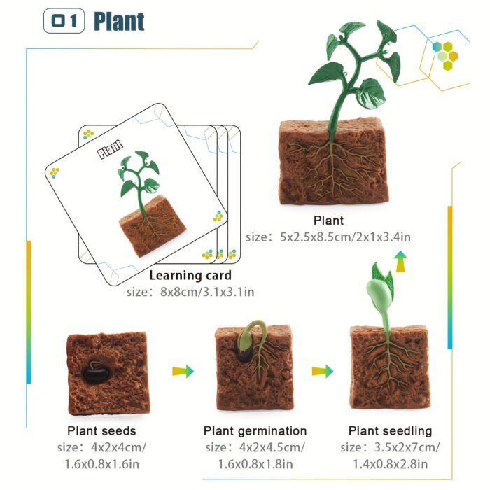 Life Cycle Learning & Education Toys Kit - Image 4