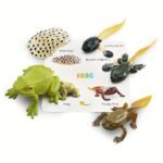 Life Cycle Learning & Education Toys Kit - Image 5
