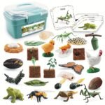 Life Cycle Learning & Education Toys Kit