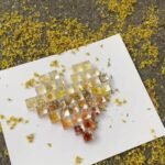 Plant & Shells 3D Specimen Blocks (12 Blocks) - Image 11