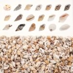 The Mixed Mini Seashells set (900pcs) (3years+) - Image 7