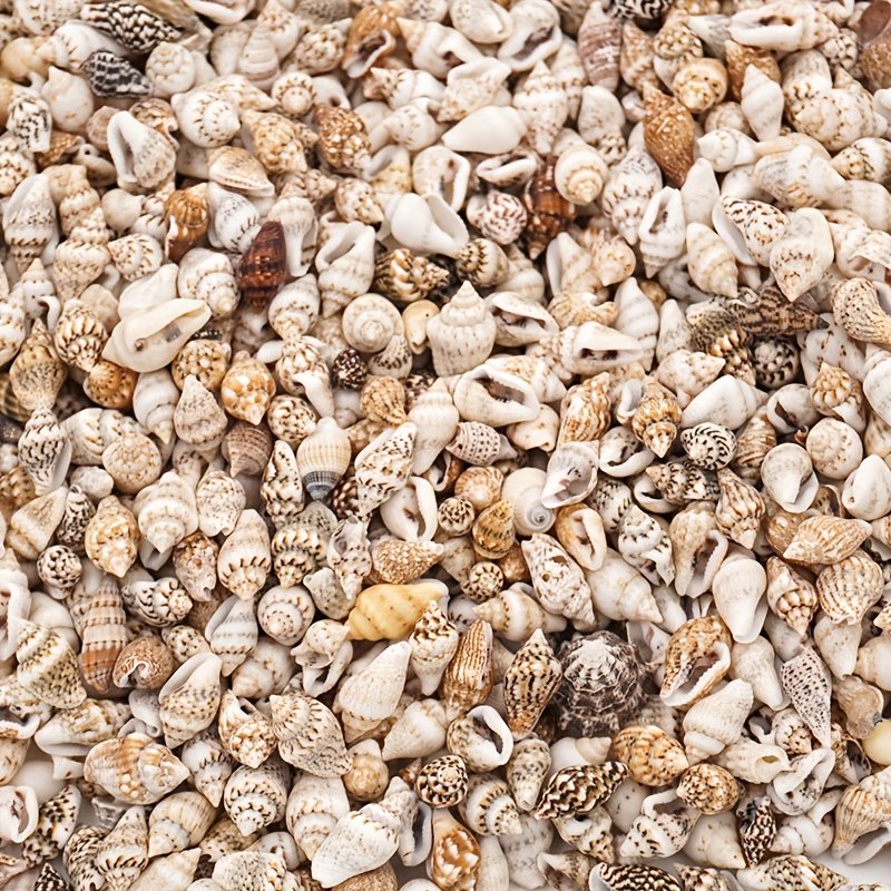 product-fancy-8c92e99d-493a-4aad-a71a-0ca8c2e82f63 The Mixed Mini Seashells set (900pcs) (3years+) - Image 2