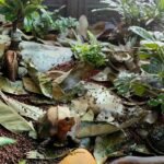 Dried Dragon Fruit Leaves - Image 5