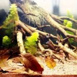 Dried Dragon Fruit Leaves - Image 3