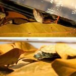 Dried Dragon Fruit Leaves - Image 7