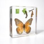 Butterfly Life Cycle Specimen Set