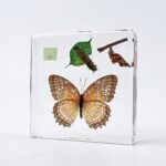 Butterfly Life Cycle Specimen Set - Image 3