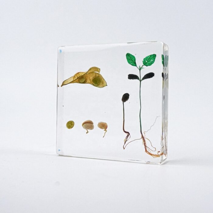 Bean Germination Specimen Set - Image 1
