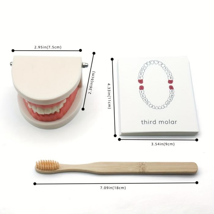 Toothbrushing Practice Model – - Image 4