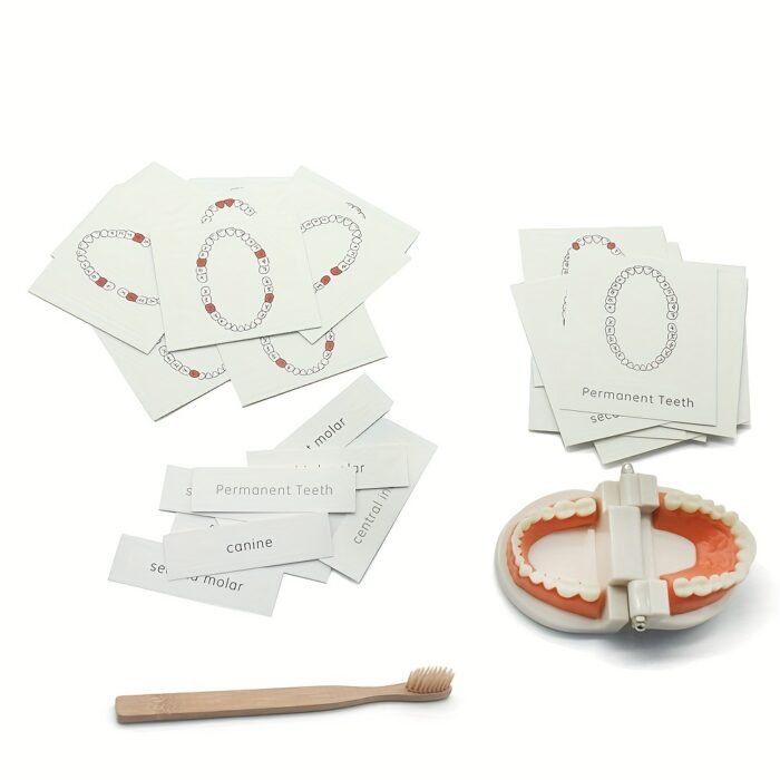 Toothbrushing Practice Model – - Image 5