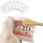 Toothbrushing Practice Model – - Image 9