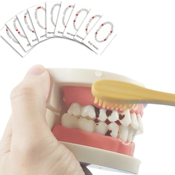 Toothbrushing Practice Model – - Image 9