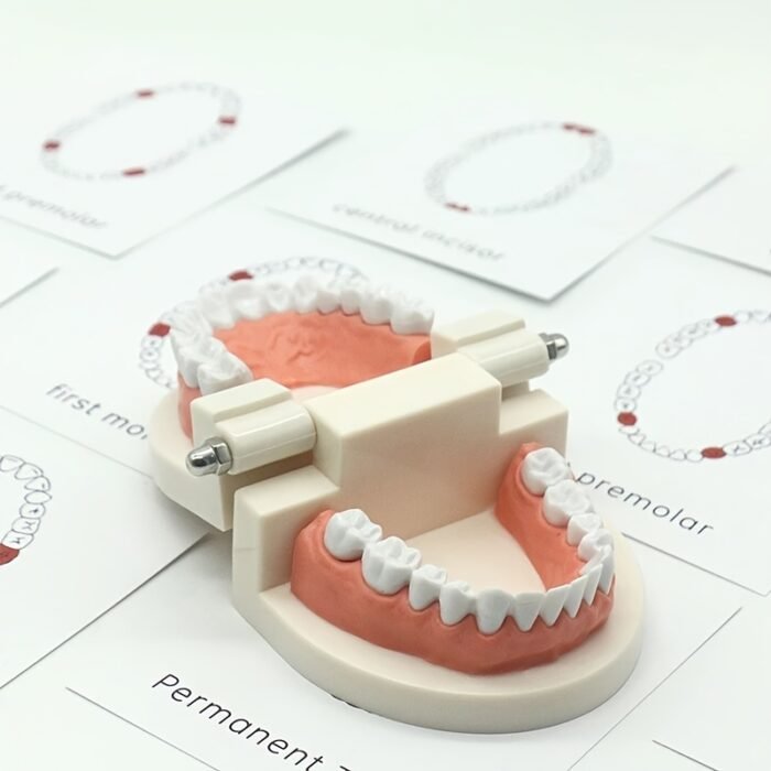 Toothbrushing Practice Model – - Image 7