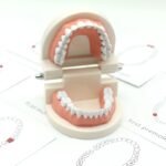 Toothbrushing Practice Model – - Image 8