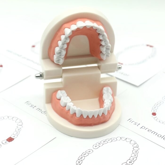 Toothbrushing Practice Model – - Image 8