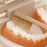 Toothbrushing Practice Model – - Image 6