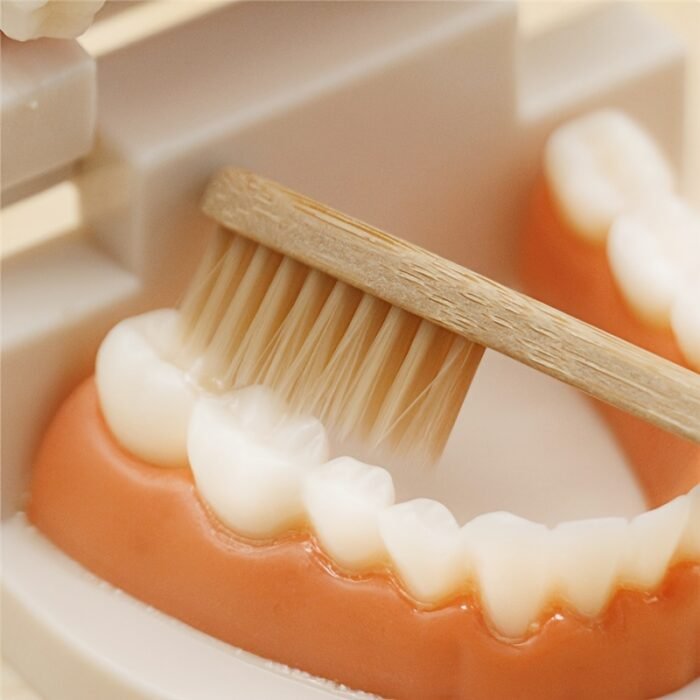 Toothbrushing Practice Model – - Image 6