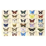 Wooden Butterfly Matching Puzzle – 30 Species