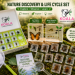 Koala Nature Discovery & Life Cycle Set